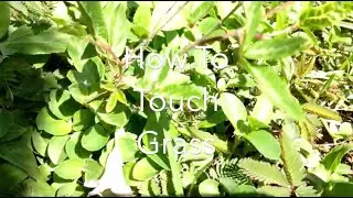 How To Touch Grass