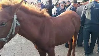 Андижон вилояти Коргонтепа хайвон бозори Факат от той нархлари 8.11.2023