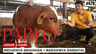 BRAHMAN CATTLE x SIMENTAL CATTLE | PABLO