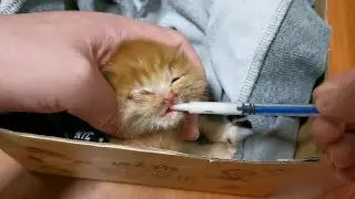 希望我的努力能留住它。每隔两小时，喂奶或者帮它抢母乳。连续两晚，我体验到了带娃的辛苦😖