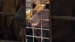 Косолапый🥺😍