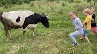 Городские дети общаются с коровой :)