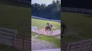 When the dressage horse decides he’s a jumper