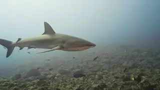 World Oceans Day 2023