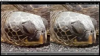 When to use the DeNoise AI RAW model