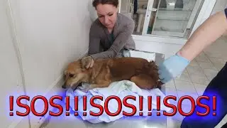 Ребят это ужас,собаку задрали сородичи,мы на полном истощении(((