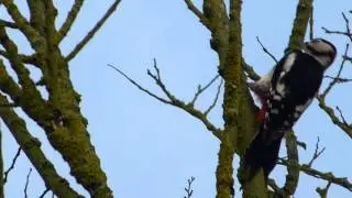 GREAT SPOTTED WOODPECKER ^^