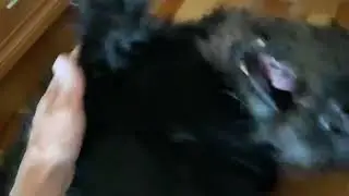 Ризеншнауцер обажает такие позы