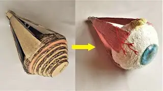 Cardboard Eye Ball Model DIY