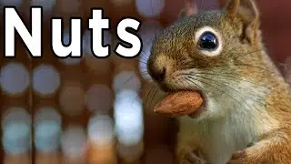 Guild Missions ► Nuts! ► Guild Wars 2