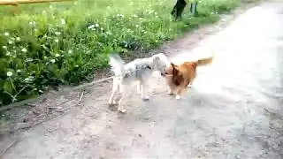Лотта и Дружок | Собаке купили костюм!