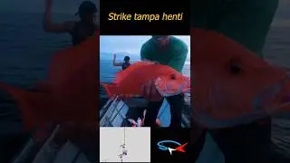 Mancing Disambar Tampa henti