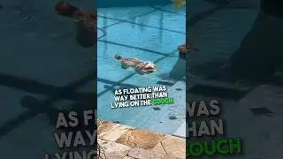 This dog gave his mom a heart attack 😳