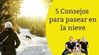 5 consejos para pasear con tu perro en la nieve ❄☃