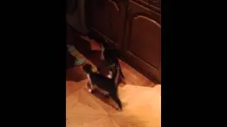 Кошки, уж кушать не в терпеж...