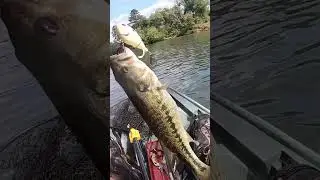 Bass Pro Chaos Shad Bass!! #fishing #kayakfishing