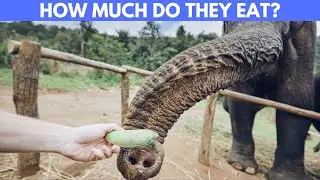 How Much Do Elephants Eat?
