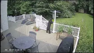 Small Bear -VS- Bird Feeder in Northern Virginia