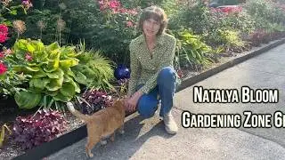 An Easy Way to Grow Hosta from Seed