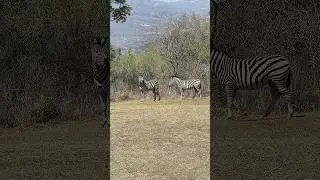 Zebra mom and dad | Wildlife Africa 