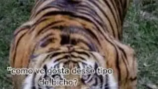 Tigre Cem Fome