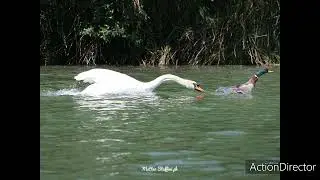 Birdwatching Lombardia 2021 Matteo Staffini photo