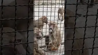 🤪Гамадрилы😝🔥Ялта #zoo #animals #зоопарксказка #ялта2024 #обезьяна #monkey #обезьяны