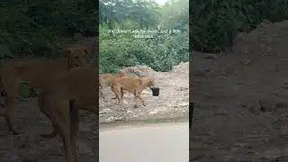 Feed Stray Dogs with Love | Leftover Rice Can Save Lives 🐾 #shorts #saynotofoodwaste #straydogs
