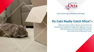 How to Stop Mice Invading Your Home