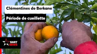 La clémentine de Berkane est prête à la cueillette
