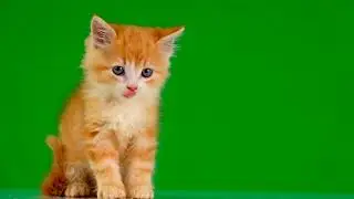 Cats Green Screen | Free Footage - Videos for content creators