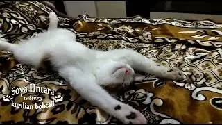 Котята курильский бобтейл. Выпускник нашего питомника. Жизнь удалась!