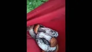 грибы