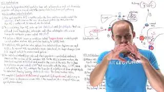 Metabolism of high-density lipoproteins (HDLs)