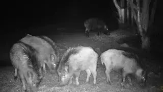 The boars have come to feast. Hunting and fishing. Boar hunting. We're watching! Boar issue 178
