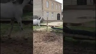 Маквин н эмоциях. 290 