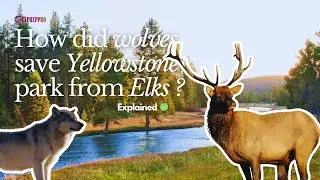 Wolves, Elks and the concept of Keystone Species 