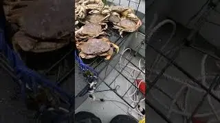 This DUNGENESS CRAB Trap Was EXTRA HEAVY!!! 