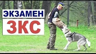 Экзамен по ЗКС. Чехословацкий влчак Луна.