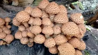 Поход за грибами // Мои будни //