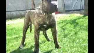 Bu  10 Köpek Irkı Dünyada Yasak