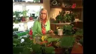 Посадка тыквы