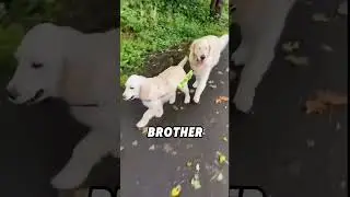 #lovely #animals #funnyshorts #fyp #foryou #cute #short #shortsvideo #dog