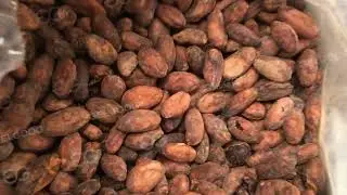 Cocoa Powder Processing Line