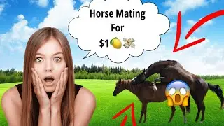 📹 Horse Mating Donkey - Donkeys Breeding - Animals Mating Compilation →