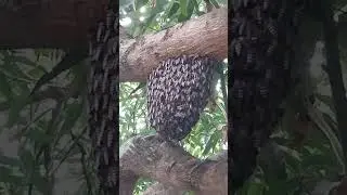 Bahay ng putyukan (wild bees) sa puno ng mangga!