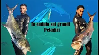 Pescasub: In caduta sui grandi pelagici - Ricciola & Leccia