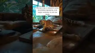 Красиво пристроился.