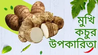মুখি কচুর উপকারিতা। Mukhi Kochu.
