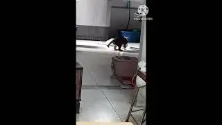 เล่นไปเรื่อย🐈🐈🐈